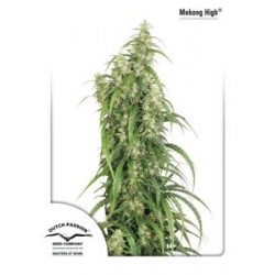 MEKONG HIGH ® * DUTCH PASSION 10 SEMI FEM