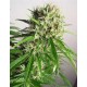 MT COOK * KIWISEEDS 10 SEMI FEM 