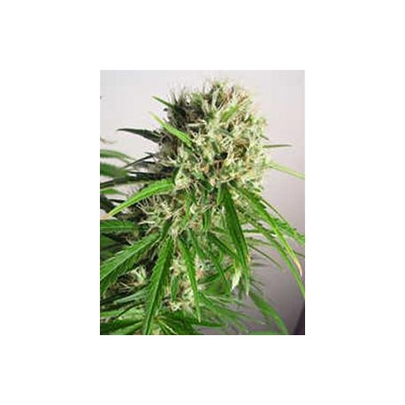 MT COOK * KIWISEEDS 10 SEMI FEM 