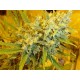 CRITICAL HAZE * MR NICE LIMITED EDITION 15 SEMI REG 