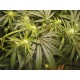 AFGHAN HAZE X AFGHAN SKUNK * MR NICE LIMITED EDITION 15 SEMI REG 