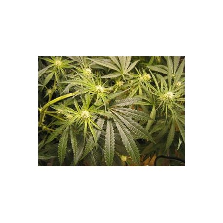 AFGHAN HAZE X AFGHAN SKUNK * MR NICE LIMITED EDITION 15 SEMI REG 