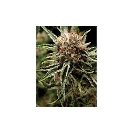 SHARK * PYRAMID SEEDS 1 SEME FEM 