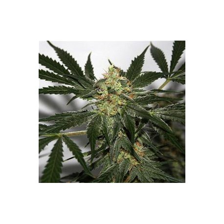 EARLY QUEEN X AFGHAN HAZE* MR NICE LIMITED EDITION 15 SEMI REG 