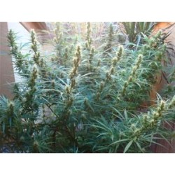 ANGEL BREATHE (MANGO HAZE X AFGHAN HAZE) * MR NICE LIMITED EDITION 15 SEMI REG 