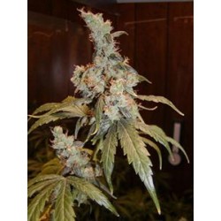 AFGHAN HAZE * MR NICE NATURAL 15 SEMI REG 