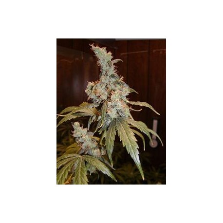 AFGHAN HAZE * MR NICE NATURAL 15 SEMI REG 