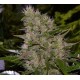 CRITICAL MASS * MR NICE NATURAL 15 SEMI REG 