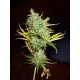 MANGO HAZE * MR NICE NATURAL 15 SEMI REG 