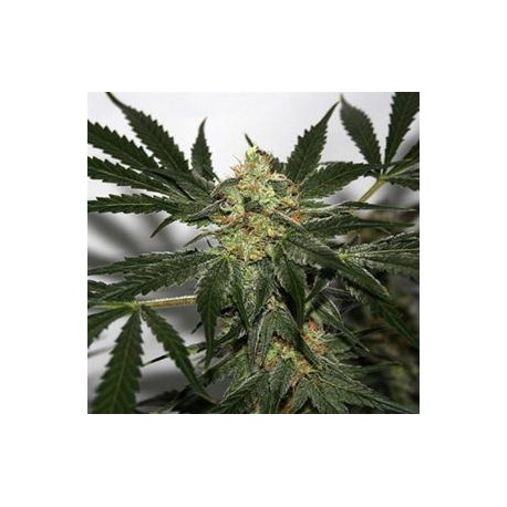 EARLY SKUNK HAZE * MR NICE LIMITED EDITION 15 SEMI REG 