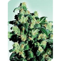 SUPER SKUNK * SENSI SEEDS 5 SEMI FEM 