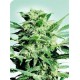 SHIVA SKUNK * SENSI SEEDS 5 SEMI FEM