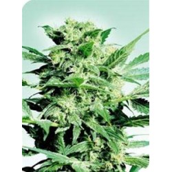 SHIVA SKUNK * SENSI SEEDS 5 SEMI FEM