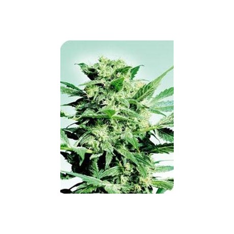 SHIVA SKUNK * SENSI SEEDS 5 SEMI FEM