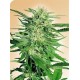 BIG BUD * SENSI SEEDS 5 SEMI FEM 