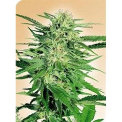 BIG BUD * SENSI SEEDS 5 SEMI FEM 