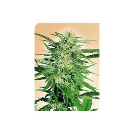 BIG BUD * SENSI SEEDS 5 SEMI FEM 