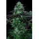 DARKSTAR * T.H.SEEDS 5 SEMI REG 