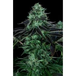 DARKSTAR * T.H.SEEDS 5 SEMI REG 