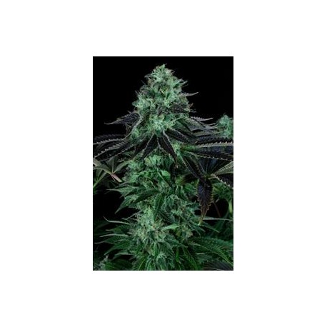 DARKSTAR * T.H.SEEDS 5 SEMI REG 