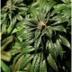 BUBBLEGUM KUSH * THE BULLDOG 5 SEMI FEM 