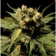 WHITE WIDOW * THE BULLDOG 5 SEMI FEM 