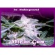 MELON GUM * DR UNDERGROUND 2 SEMI FEM