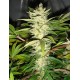 CANNATONIC * RESIN SEEDS REGULAR 10 SEMI 