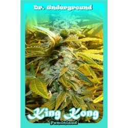 KING KONG * DR UNDERGROUND 4 SEMI FEM