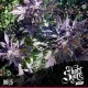 MI5 * SHORT STUFF SEEDS 5 SEMI FEM