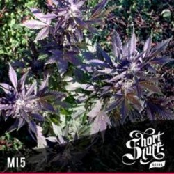 MI5 * SHORT STUFF SEEDS 5 SEMI FEM