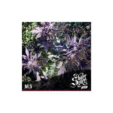 MI5 * SHORT STUFF SEEDS 5 SEMI FEM