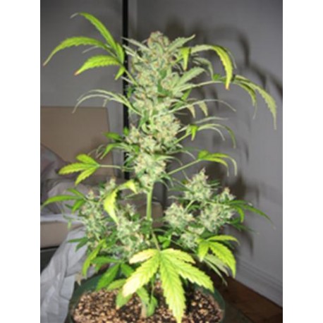 SNOWRIDER * SHORT STUFF SEEDS 5 SEMI FEM 