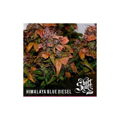 HIMALAYA BLUE DIESEL * SHORT STUFF SEEDS 10 SEMI REG 