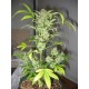 SNOWRIDER * SHORT STUFF SEEDS 10 SEMI REG 