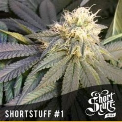 SHORT STUFF #1 * SHORT STUFF SEEDS 10 SEMI REG 