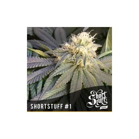 SHORT STUFF #1 * SHORT STUFF SEEDS 10 SEMI REG 