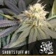 SHORT STUFF #1 * SHORT STUFF SEEDS 20 SEMI REG 