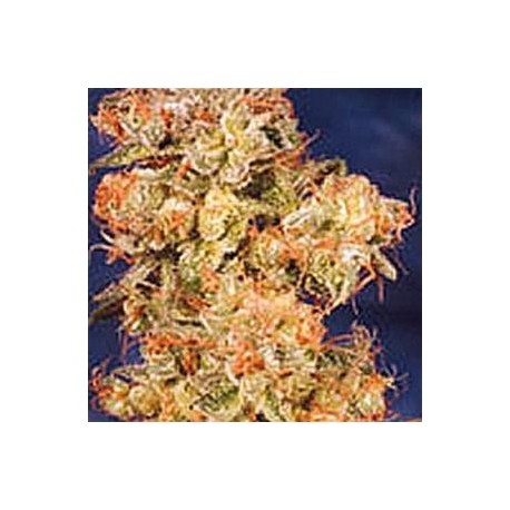 BLUE MISTIC * ROYAL QUEEN SEEDS 10 SEMI FEM 