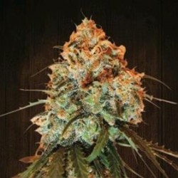 GOLDEN TIGER * ACE SEEDS 10 SEMI REG