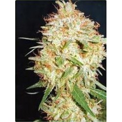 CRITICAL WIDOW * PROFESSIONAL SEEDS 3 SEMI FEM 