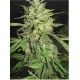 WIDOW * PROFESSIONAL SEEDS 10 SEMI FEM 