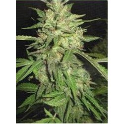 WIDOW * PROFESSIONAL SEEDS 10 SEMI FEM 