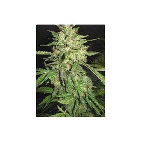 WIDOW * PROFESSIONAL SEEDS 10 SEMI FEM 