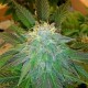 AUTO BUBBLELICIOUS * NIRVANA FEMINIZED 10 SEMI FEM