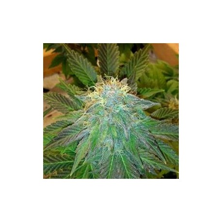 AUTO BUBBLELICIOUS * NIRVANA FEMINIZED 10 SEMI FEM