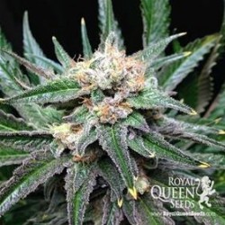 CRITICAL * ROYAL QUEEN SEEDS 10 SEMI FEM 