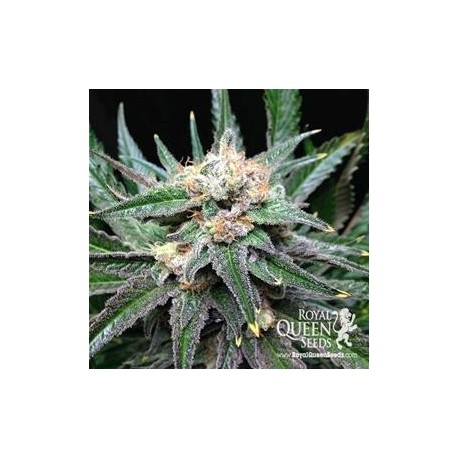 CRITICAL * ROYAL QUEEN SEEDS 10 SEMI FEM 