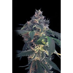 WHITE DOMINA MAX AUTOMATICA * KANNABIA SEEDS 10 SEMI FEM 