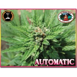 AUTOMATIC * BIG BUDDHA 10 SEMI FEM 